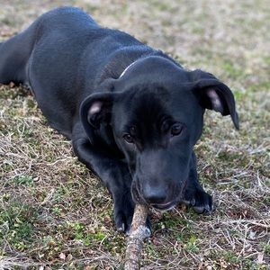 Meet your Posher, Bob
